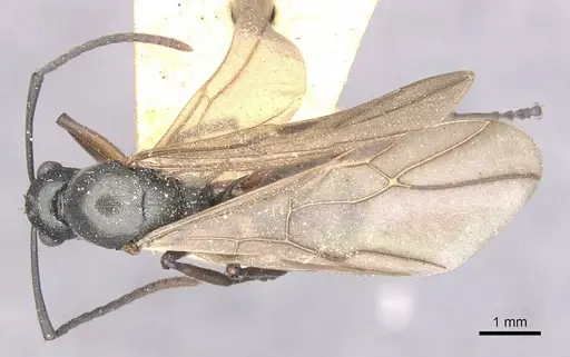 Polyrhachis glykera specimen