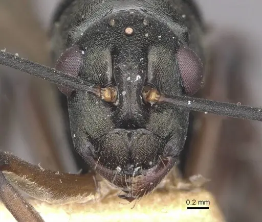 Polyrhachis glykera specimen