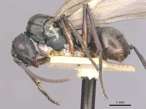Polyrhachis glykera specimen