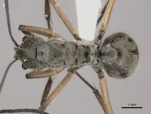 Polyrhachis gobini specimen