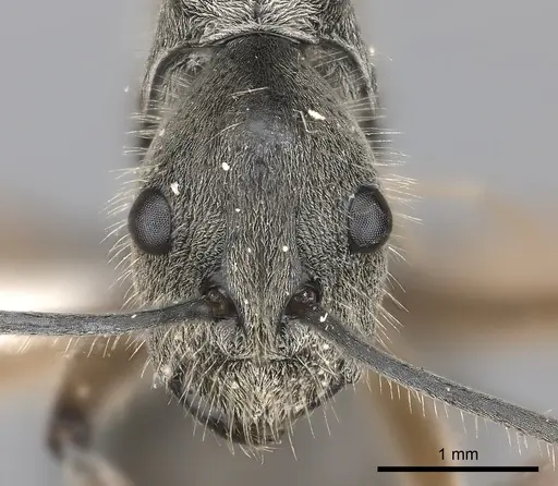 Polyrhachis gobini specimen