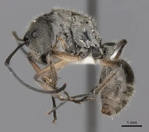 Polyrhachis gobini specimen