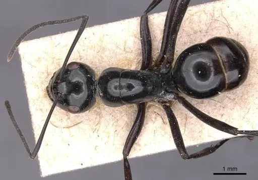 Polyrhachis goramensis specimen