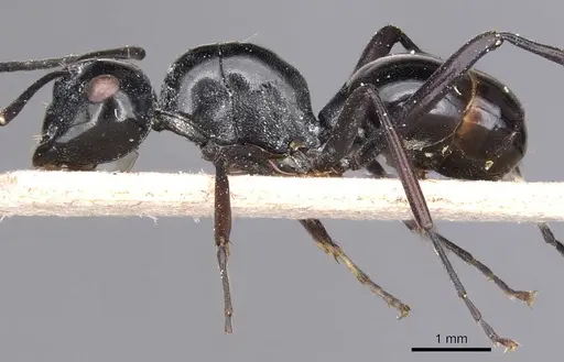 Polyrhachis goramensis specimen