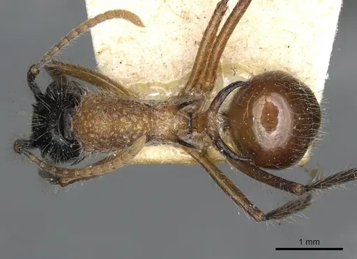 Polyrhachis gracilior specimen