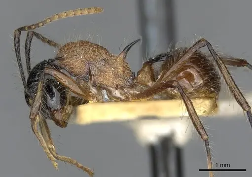 Polyrhachis gracilior specimen