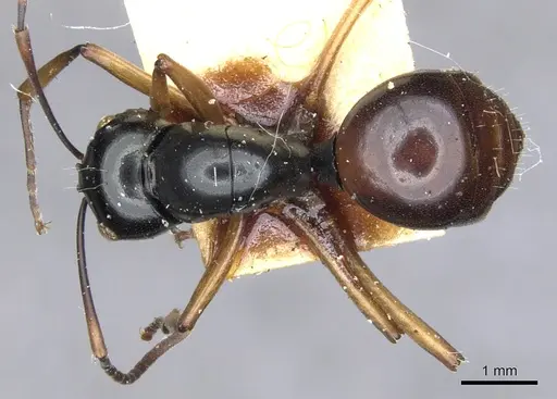 Polyrhachis grandis specimen
