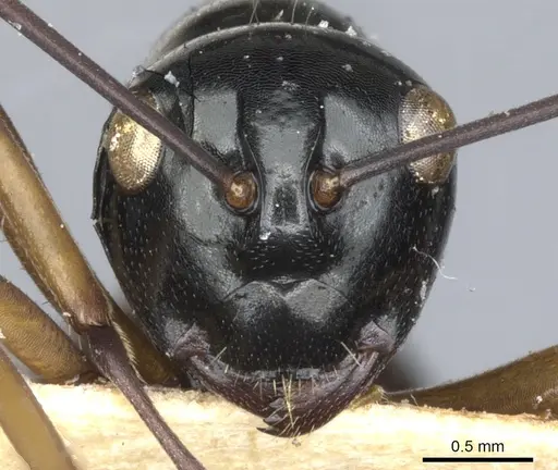 Polyrhachis grandis specimen