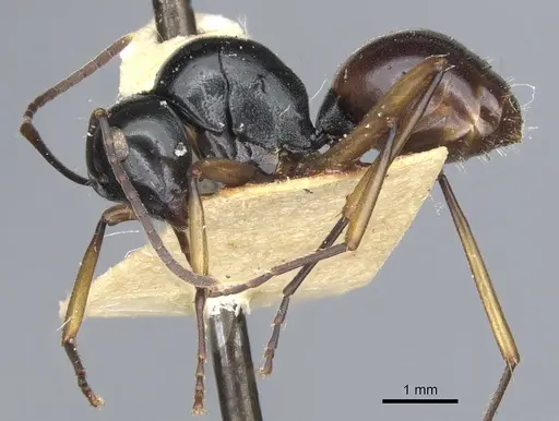 Polyrhachis grandis specimen