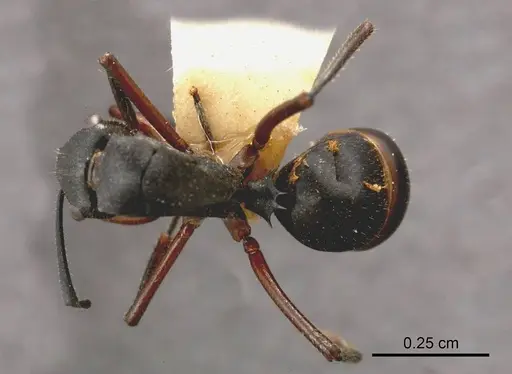 Polyrhachis gravis specimen