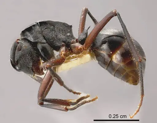 Polyrhachis gravis specimen