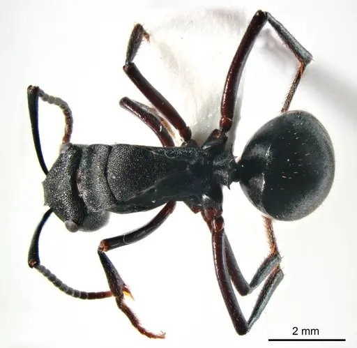 Polyrhachis gravis - ANTWEB1008705