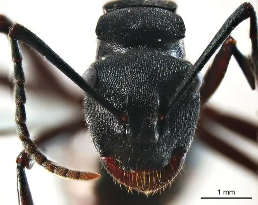 Polyrhachis gravis - ANTWEB1008705