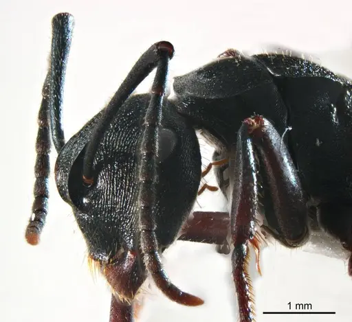 Polyrhachis gravis - ANTWEB1008705