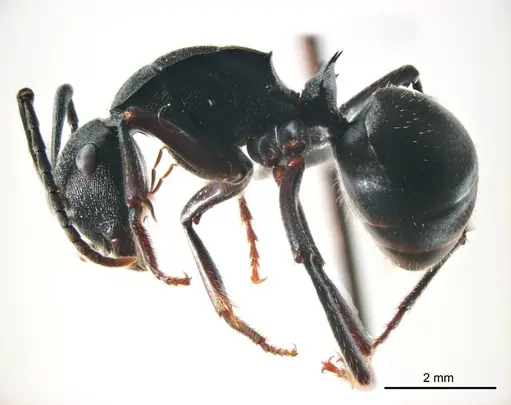 Polyrhachis gravis - ANTWEB1008705