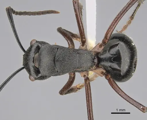 Polyrhachis gravis - CASENT0887775