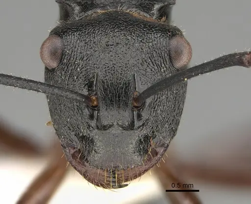 Polyrhachis gravis - CASENT0887775