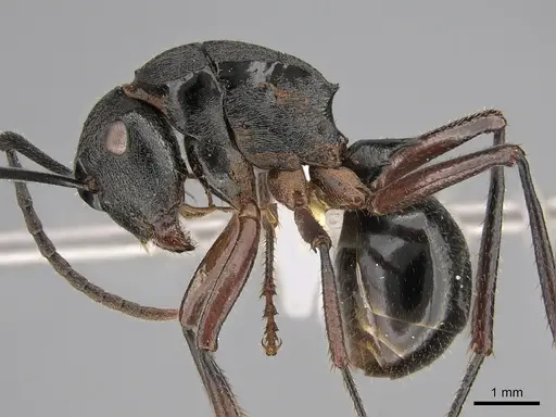 Polyrhachis gravis - CASENT0887775