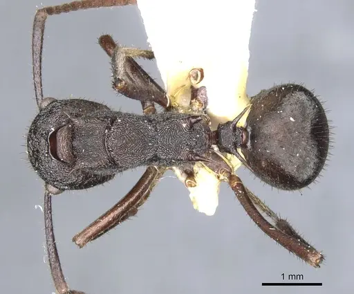 Polyrhachis greensladei specimen