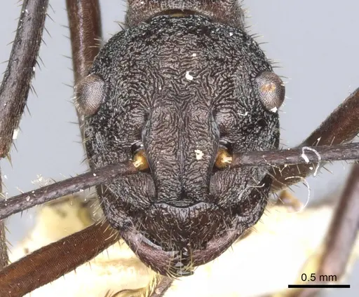 Polyrhachis greensladei specimen