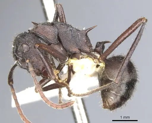 Polyrhachis greensladei specimen