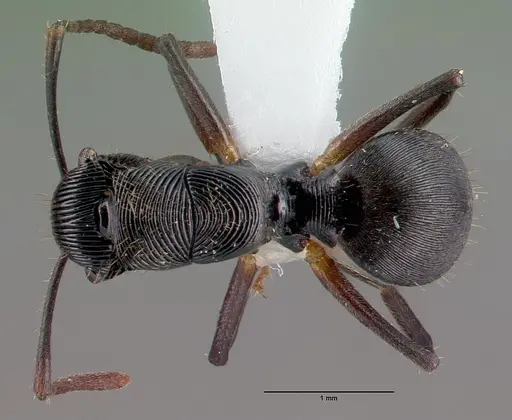 Polyrhachis gressitti specimen