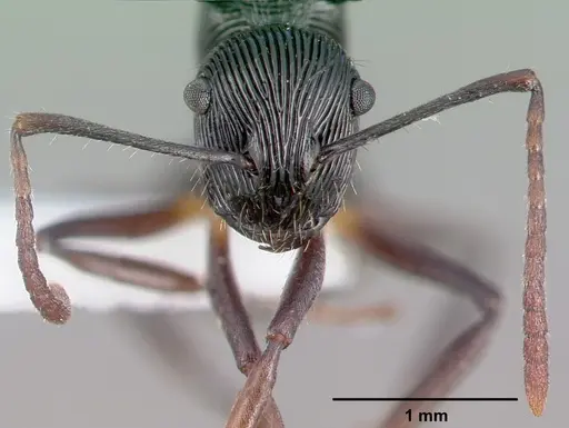 Polyrhachis gressitti specimen