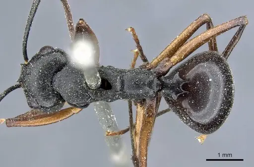 Polyrhachis gribodoi specimen