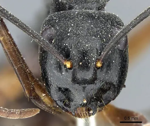 Polyrhachis gribodoi specimen