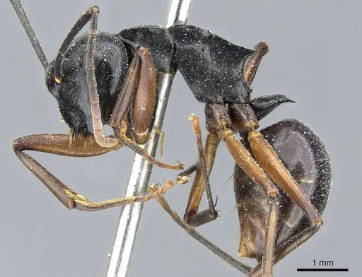 Polyrhachis gribodoi specimen