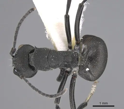 Polyrhachis grisescens specimen