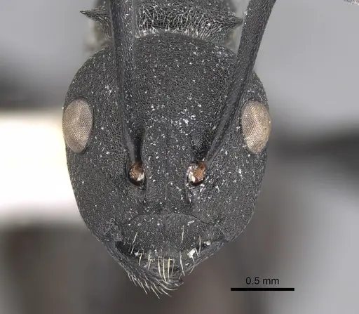 Polyrhachis grisescens specimen