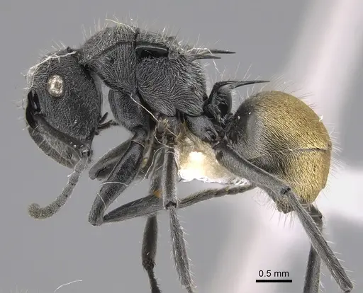 Polyrhachis guerini specimen