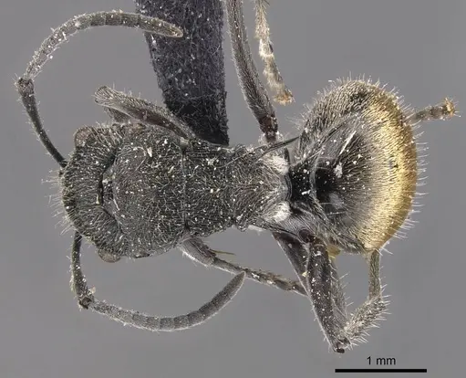 Polyrhachis guerini - CASENT0905831