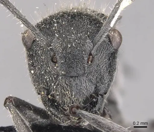 Polyrhachis guerini - CASENT0905831