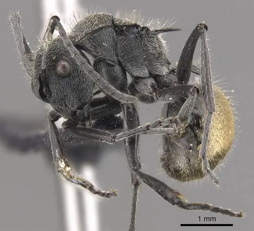 Polyrhachis guerini - CASENT0905831