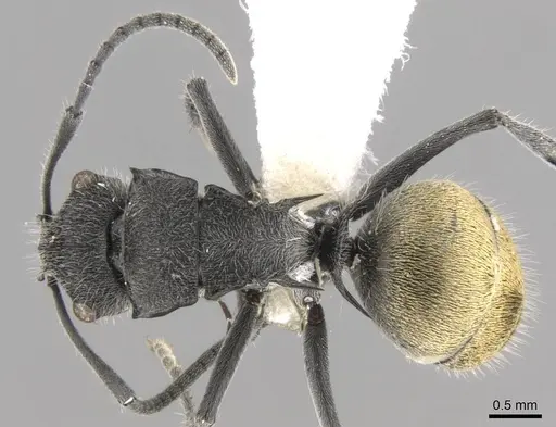 Polyrhachis guerini - CASENT0906753