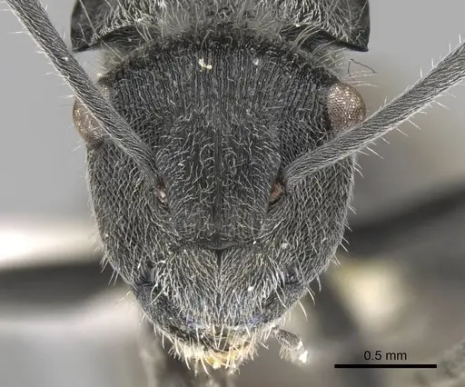 Polyrhachis guerini - CASENT0906753