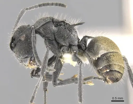 Polyrhachis guerini - CASENT0906753