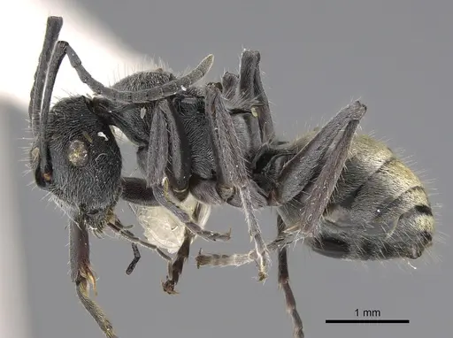 Polyrhachis guerini - CASENT0923493
