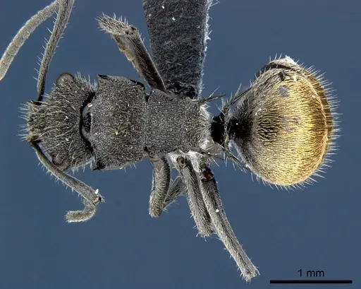 Polyrhachis guerini - CSIRONC0185
