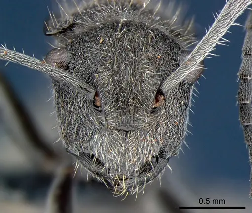 Polyrhachis guerini - CSIRONC0185