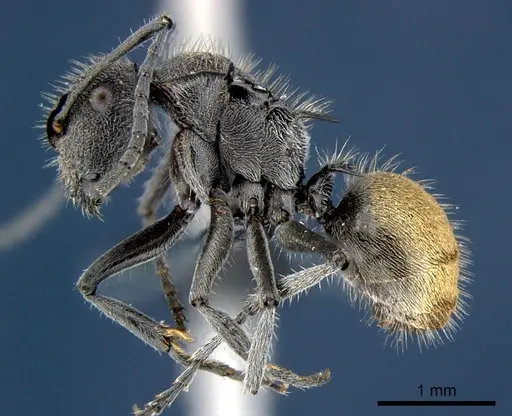 Polyrhachis guerini - CSIRONC0185