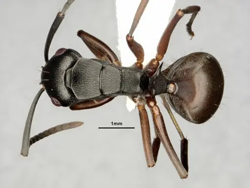 Polyrhachis halidayi specimen