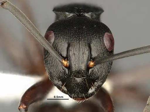 Polyrhachis halidayi specimen