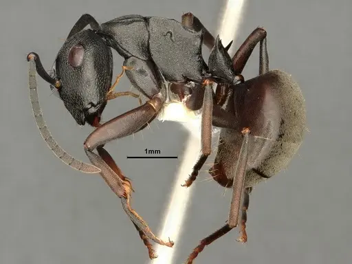 Polyrhachis halidayi specimen
