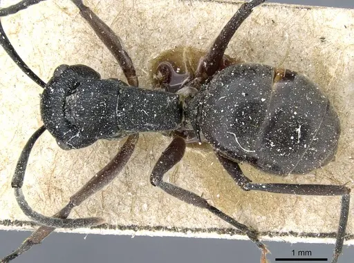 Polyrhachis halidayi - CASENT0905552