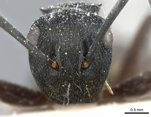 Polyrhachis halidayi - CASENT0905552