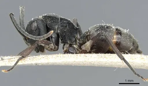 Polyrhachis halidayi - CASENT0905552