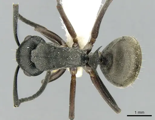 Polyrhachis halidayi - CASENT0906323